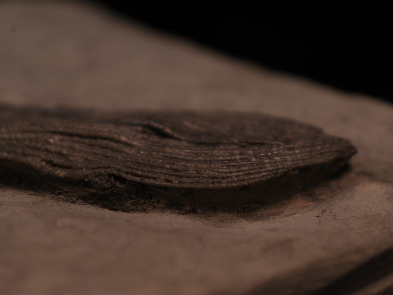 Sweet Pachylocrinus aequalis Fossil Crinoid, Crawfordsville, IN