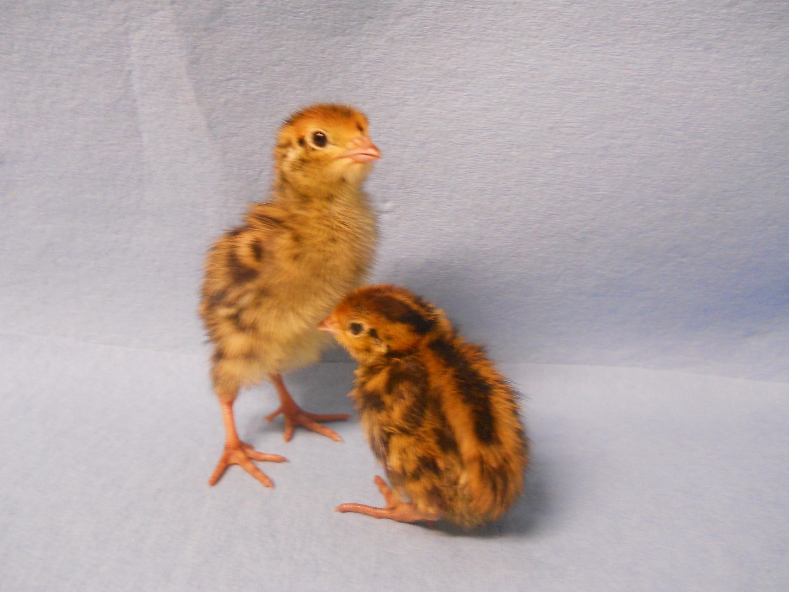 100+ KINGsBROWN XL. JUMBO brown coturnix quail hatching eggs,