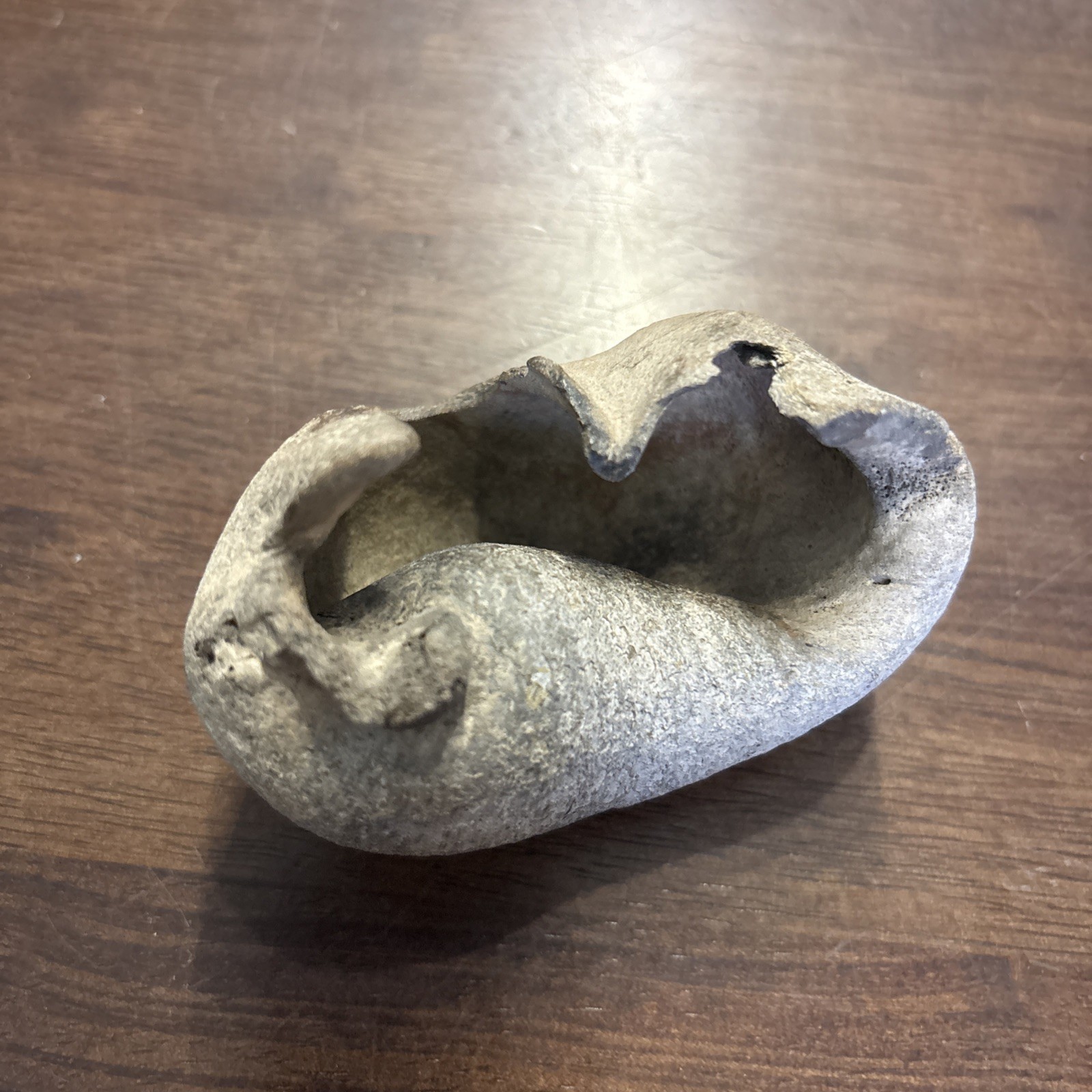 3 Inch Fossilized Whale Ear Bone Concave Rare