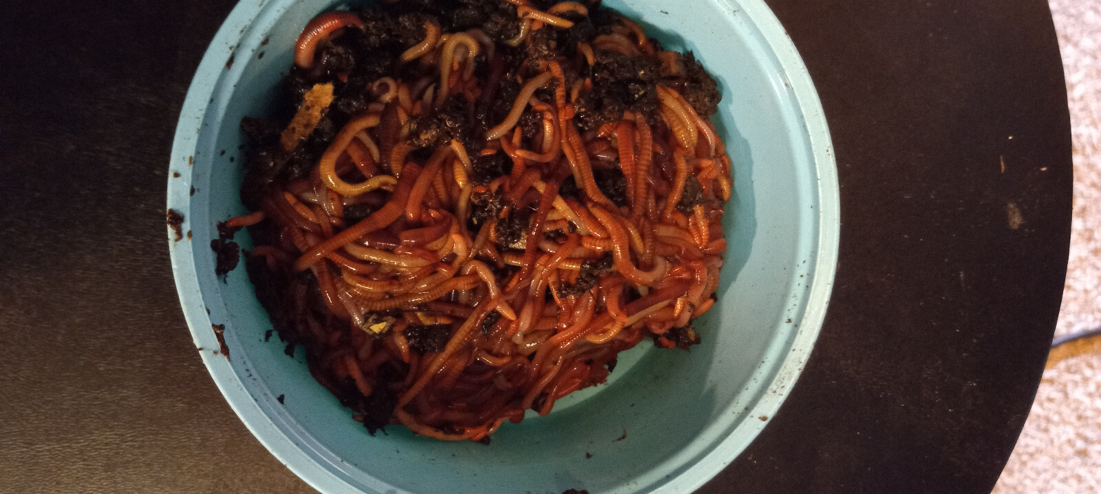 Red Wigglers Worm Blend