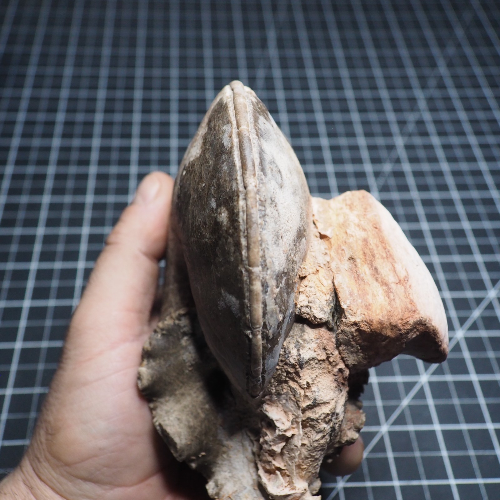 Study Specimen Choffaticeras Ammonite 155 mm 1.7 kg Fossil Siphuncle Cretaceous