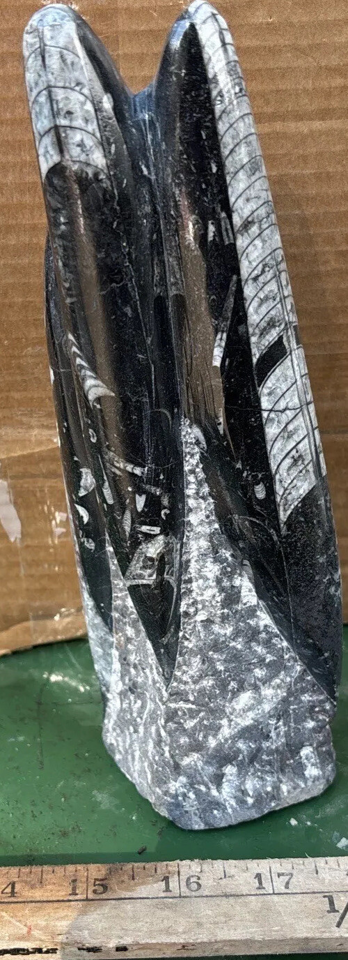 8 Inches tall standing Orthoceras fossil