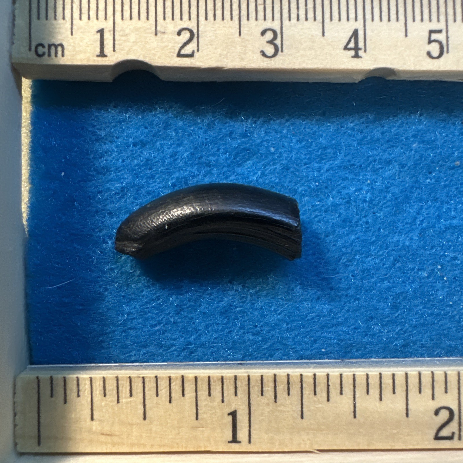 Beaver Prehistoric Incisor Tooth Fossil in Display Case