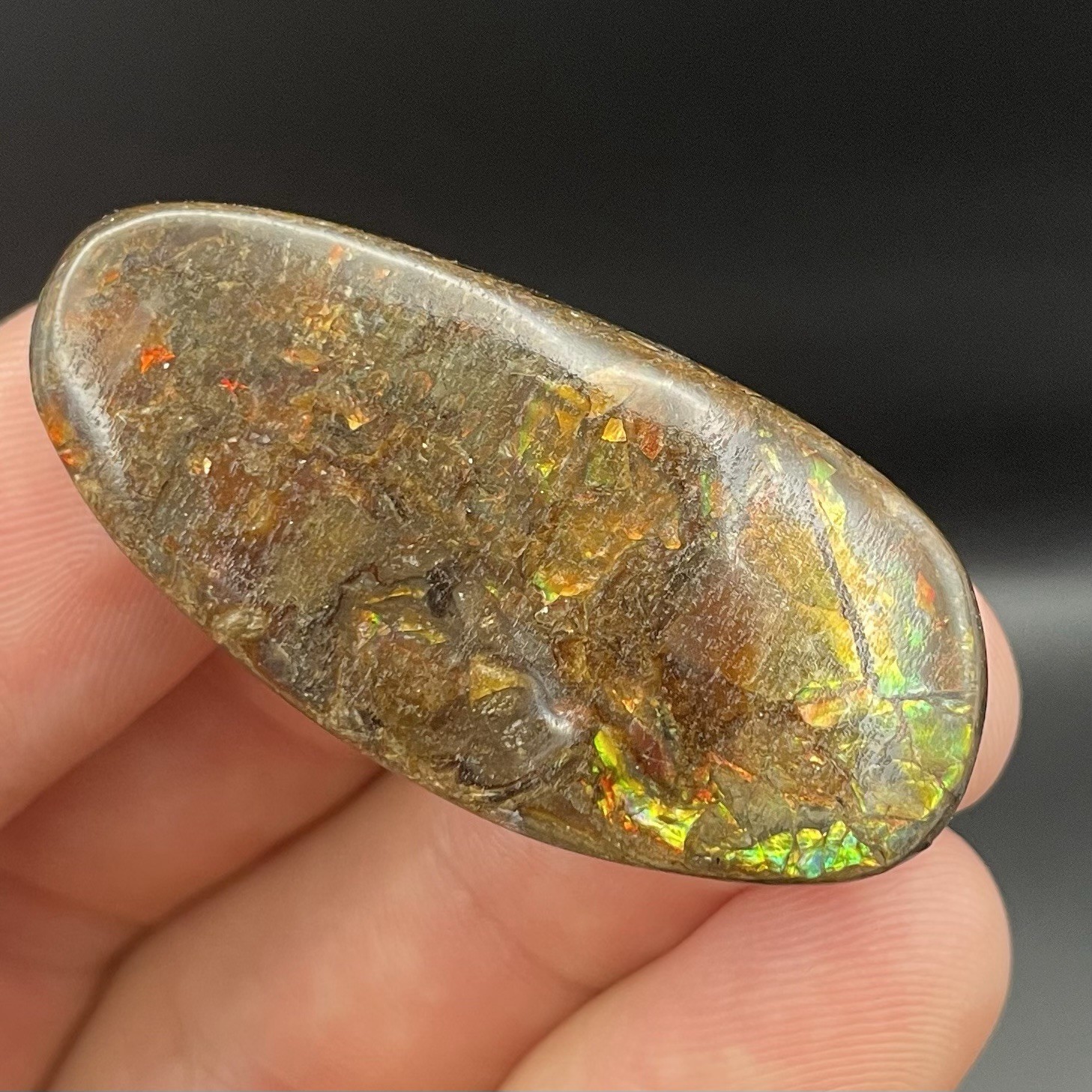 BEAUTIFUL Canadian Ammolite Gemstone Ammonite Fossil Piece Bear Paw Formation