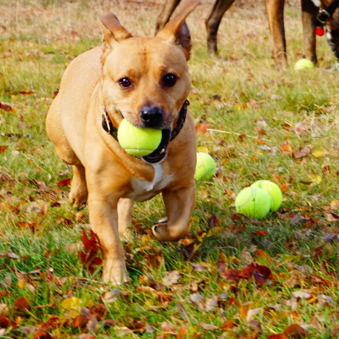 100 Used Tennis Balls for Dogs - FREE SHIPPING!