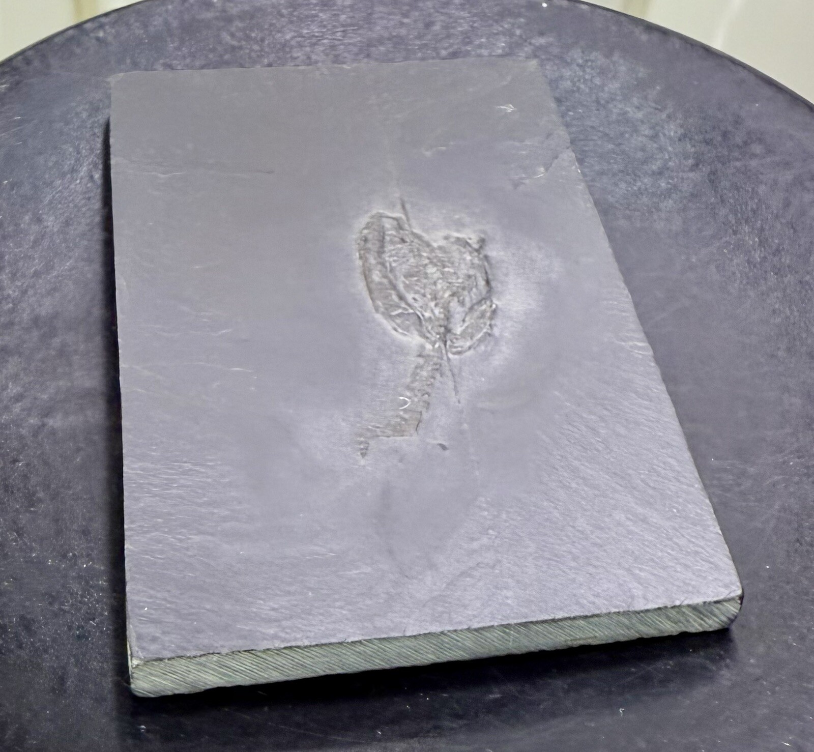 Undetermined Brittle Star Fossil ~Bundenbach Germany~ Devonian Period