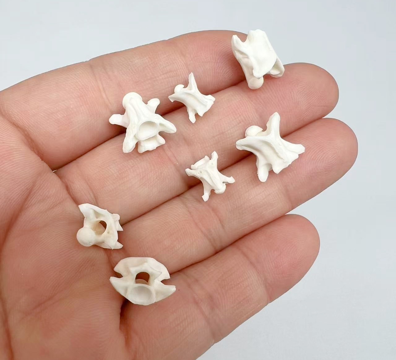 Rattlesnake Vertebrae 20pc Lot Mixed Size Snake Skeleton Taxidermy Bone