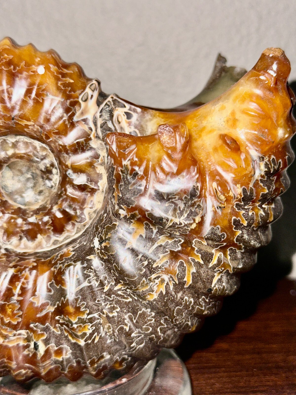 Rare Beautiful "Goat Horn" Ammonite Fossil 3 lb. 5.8 oz. 1526 grams #58