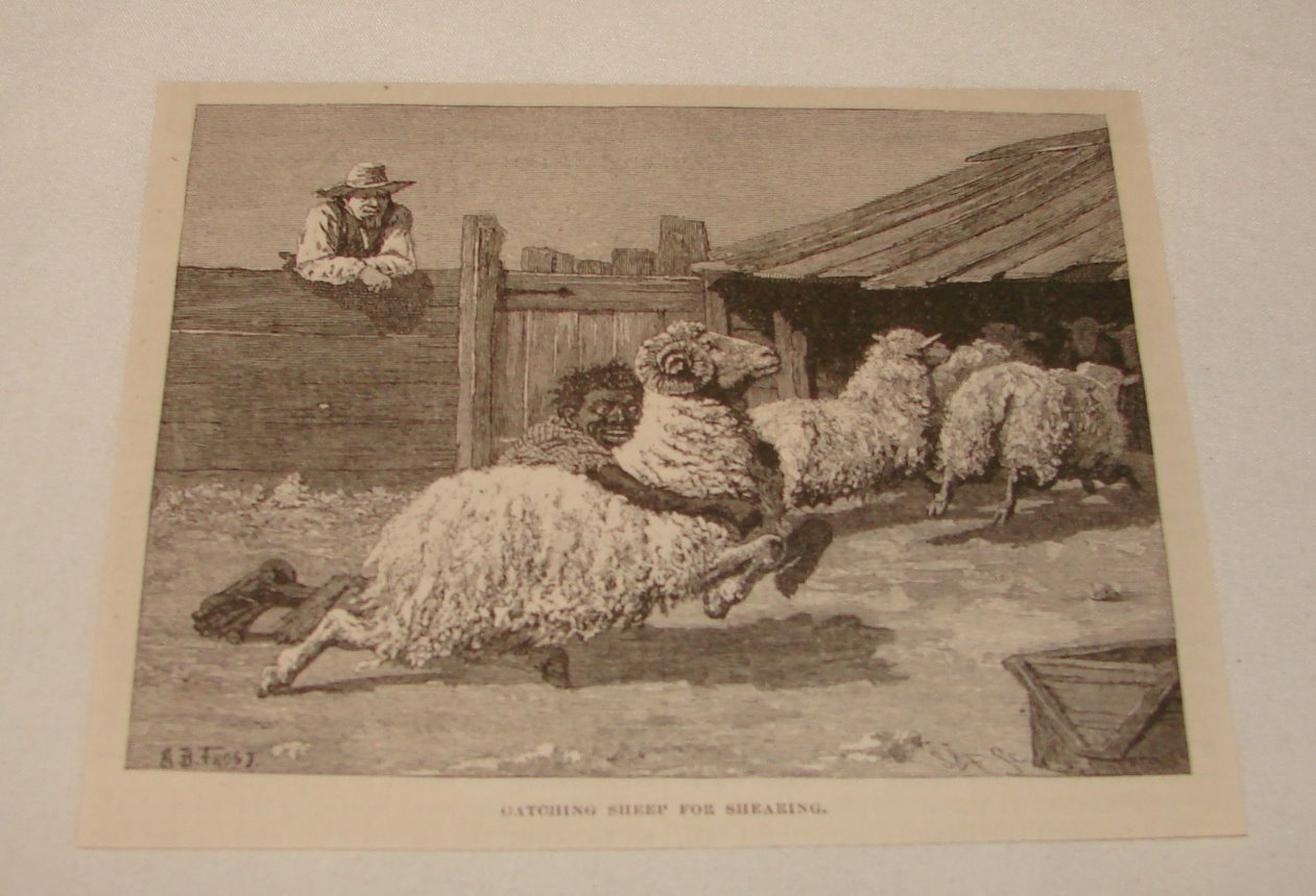 1879 small magazine engraving ~ AFRICAN AMERICAN CATCHING SHEEP