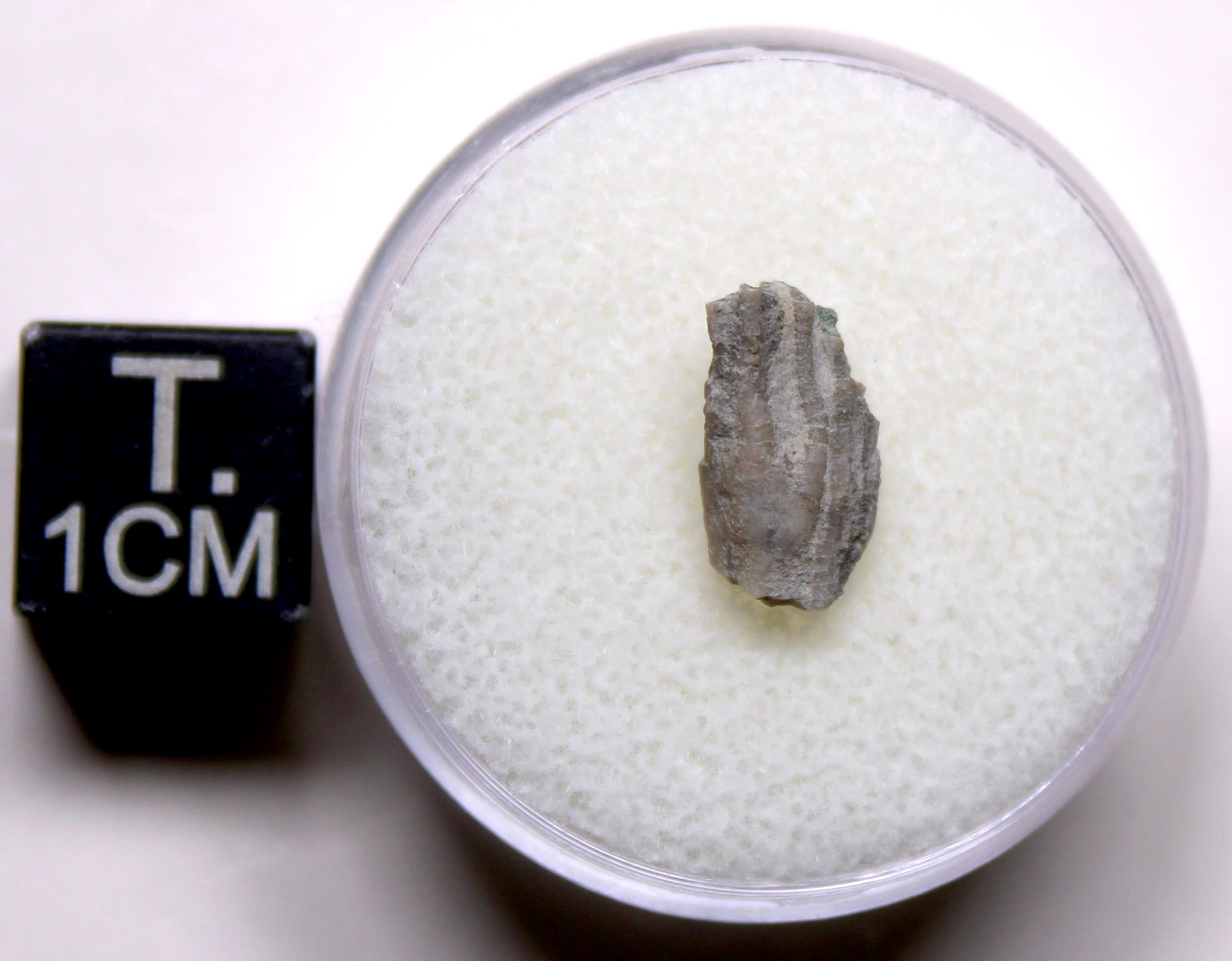 Dendrocrinus Crinoid Fossil Ordovician Kentucky Lexington Limestone