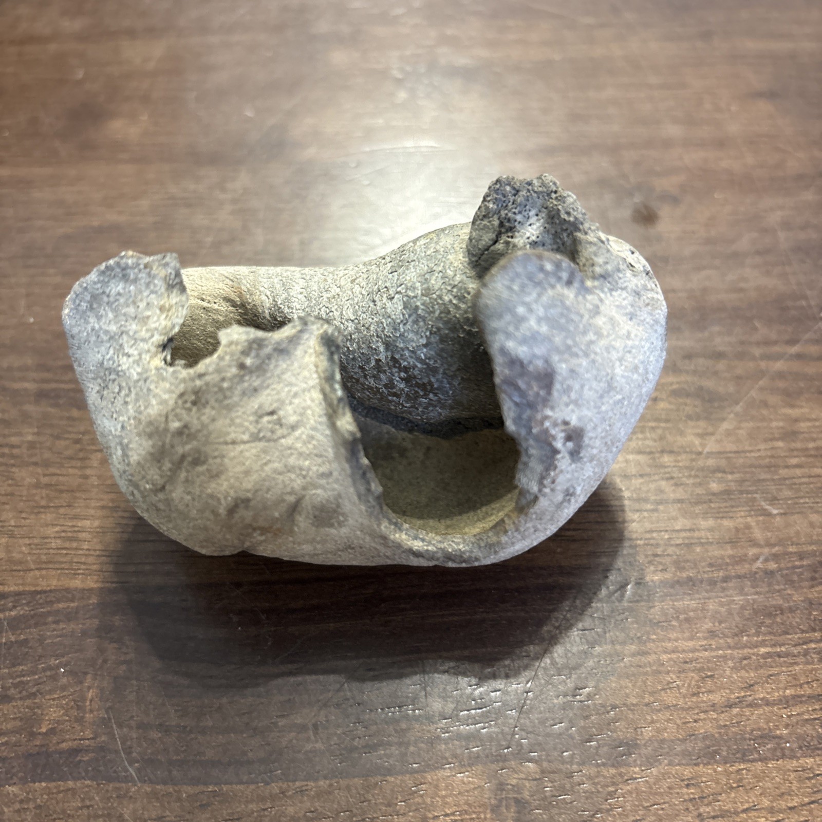 3 Inch Fossilized Whale Ear Bone Concave Rare