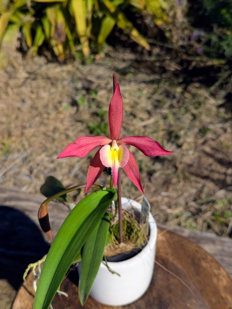 New Orchid Hybrid Epicattleya Redwood Sunset. Pendant Plant, Red-Orange Flowers!