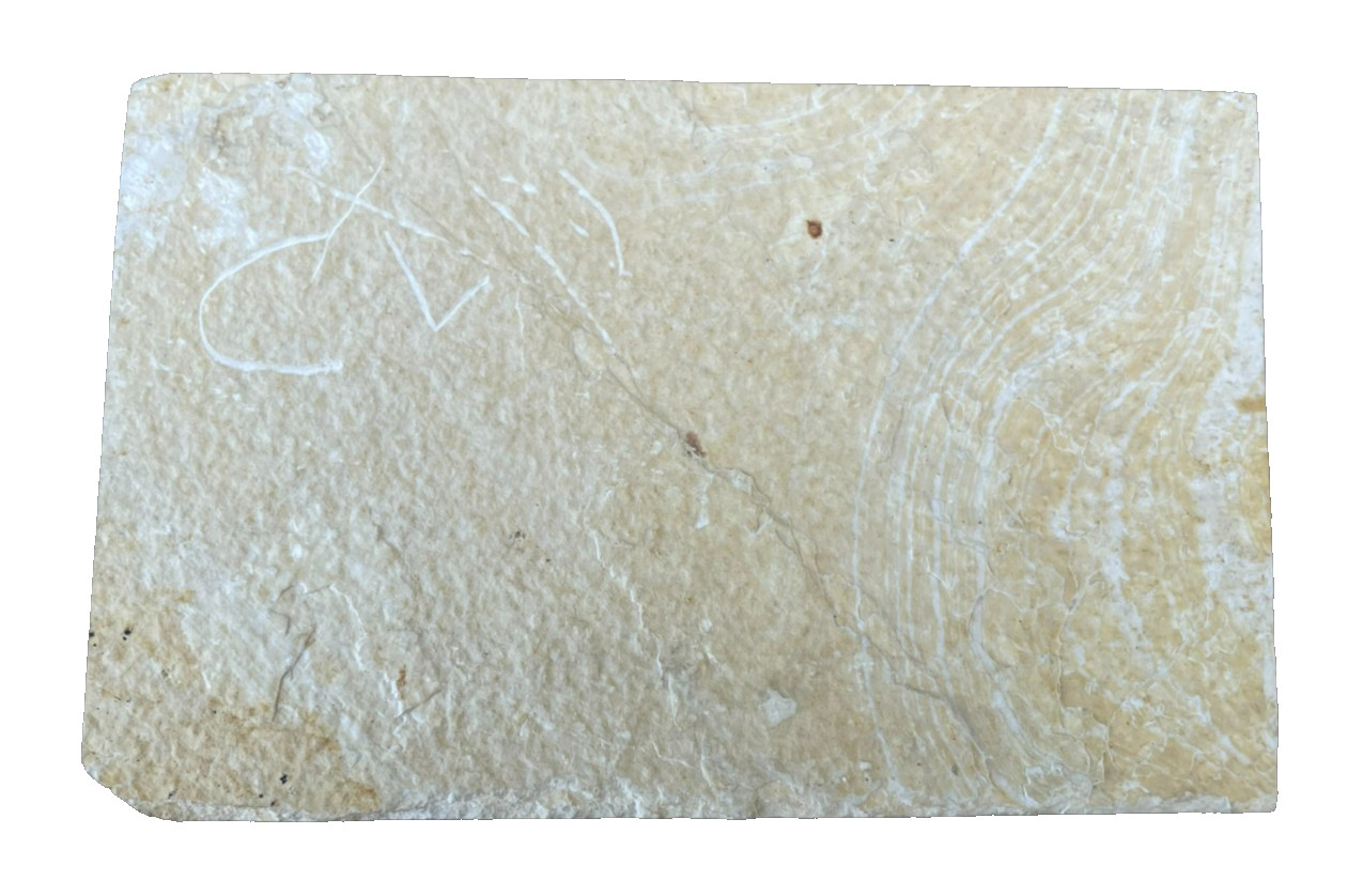 Fossil Fish Plate Natural Formation