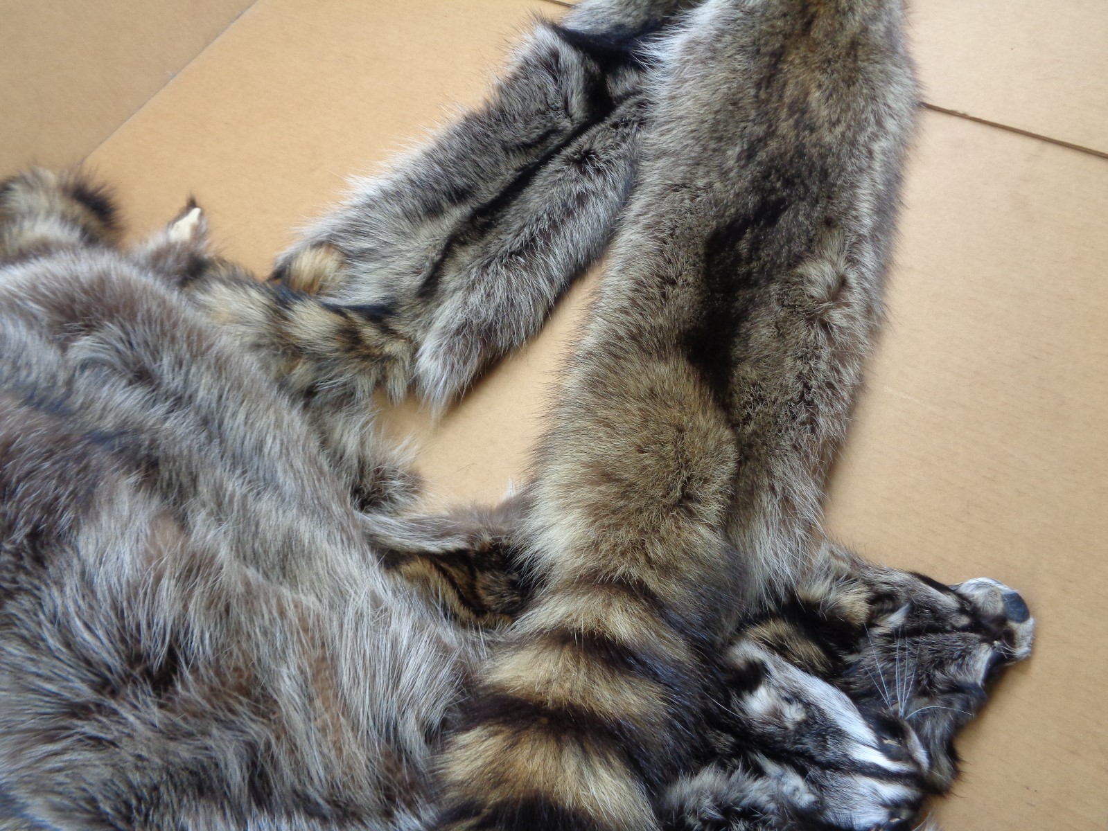 Professionally Tanned #1 XXXL Raccoon/Coon Hide/Furs/Pelts/Taxidermy/Crafts