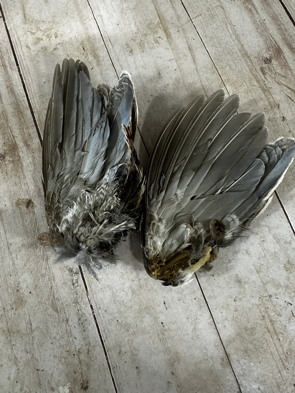 Bobwhite Quail Wings For Training, Crafts, Or Fly Tying.