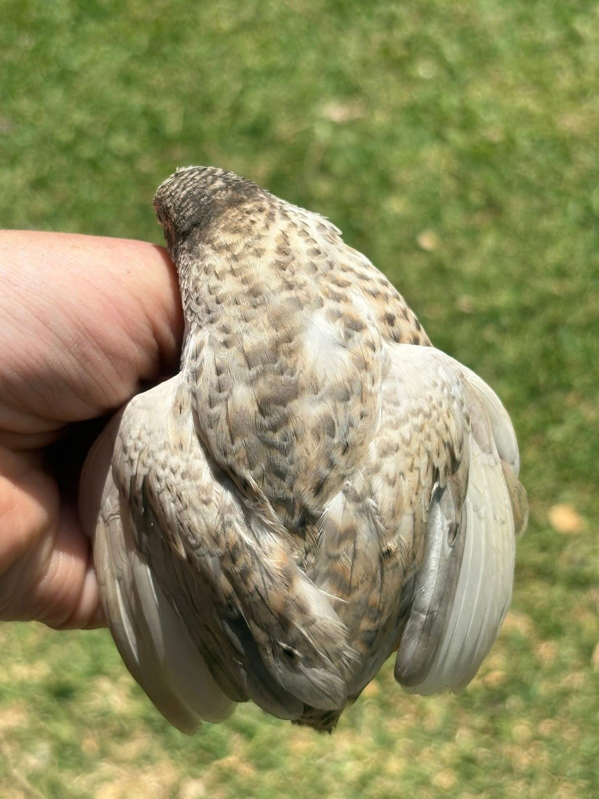 12 Exotic Button Quail Hatching Eggs Chinese Painted SPECIAL RARE ~ TPB Farms 🦚