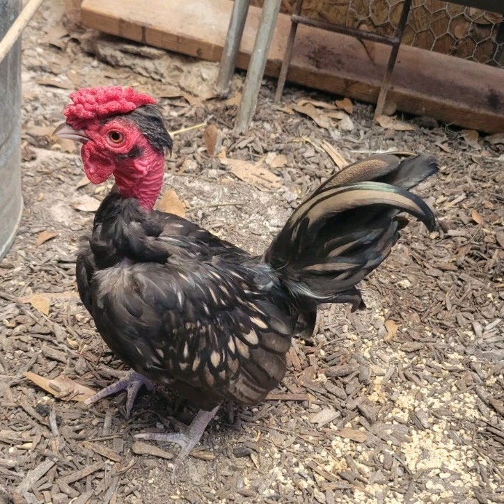 High-End Kikiriki Hatching Eggs – 6 Count (Extras Included When Available)