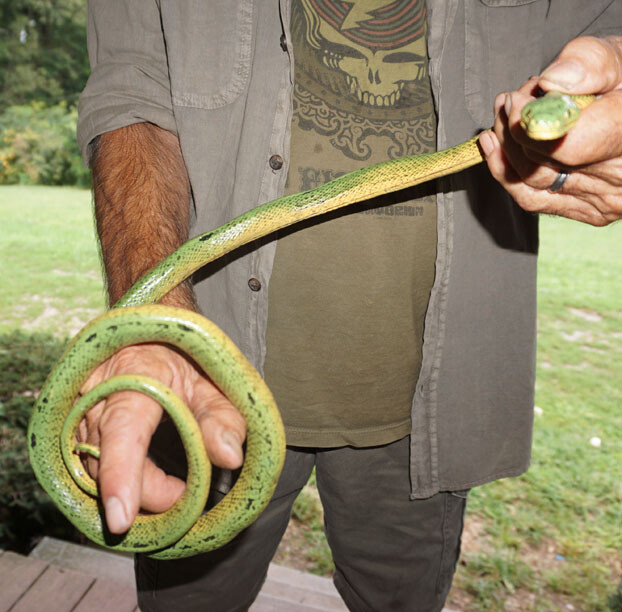 Green Mamba -52" Realistic Snake Replica - Rubber AAA