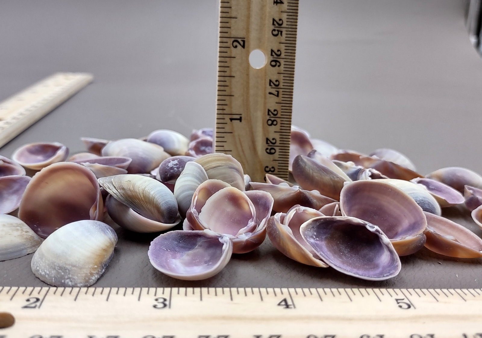 Purple Cay Cay Clam Seashells (approx. half cup 45+ shells 0.75+ inches)