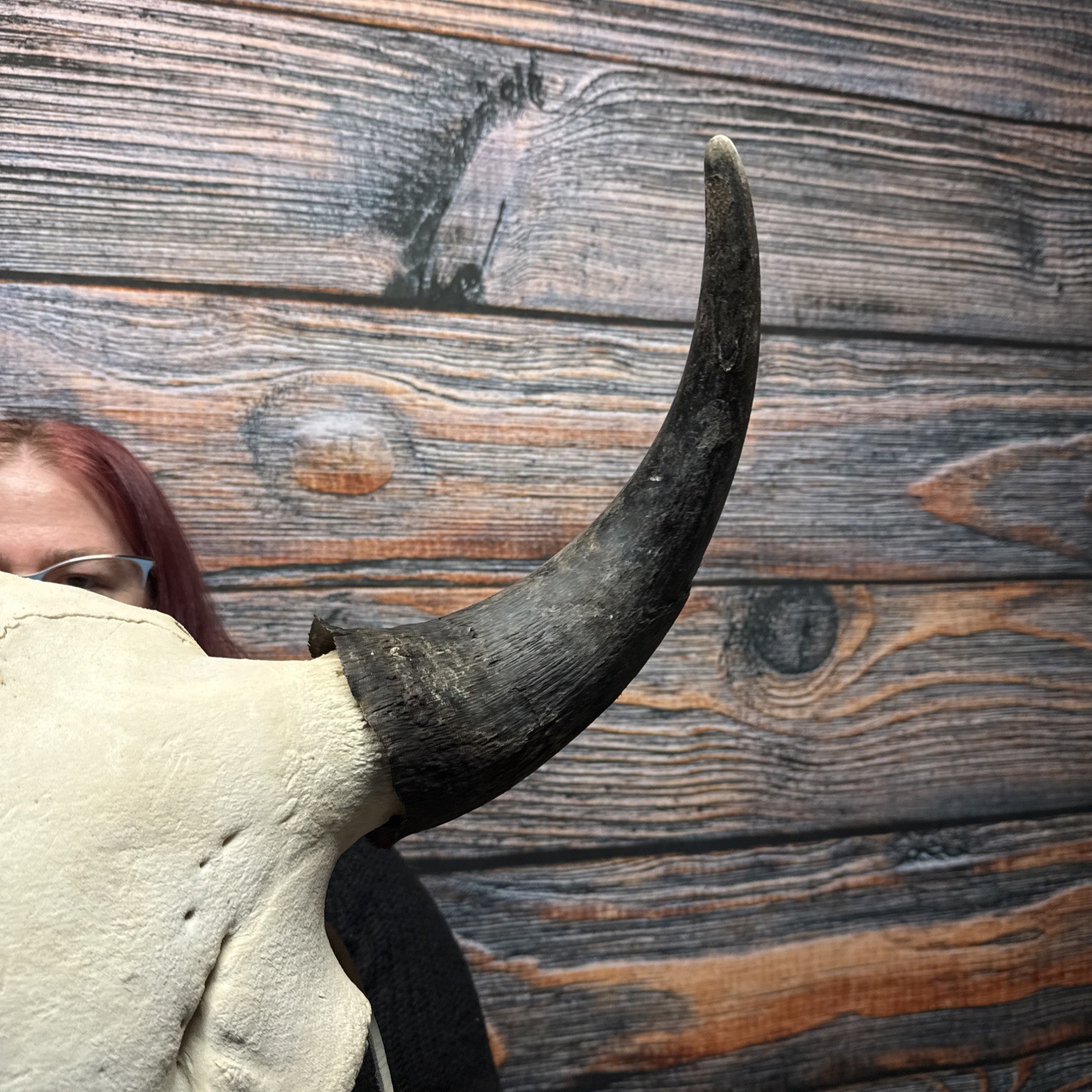 Real Trophy XL Bull Buffalo Bison Skull Horn Animal Mount Western Unique Cabin