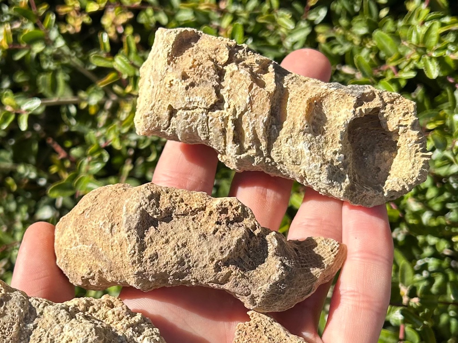 BIG Texas Fossil Horn Coral LOT OF 5 Caninia sp. Pennsylvanian Age