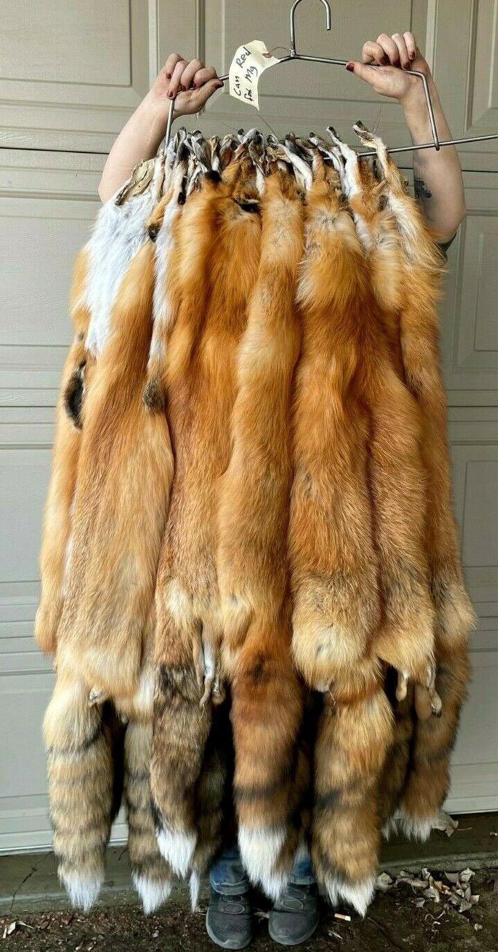 Canadian Red Fox, Tanned- long silky fur, beautiful