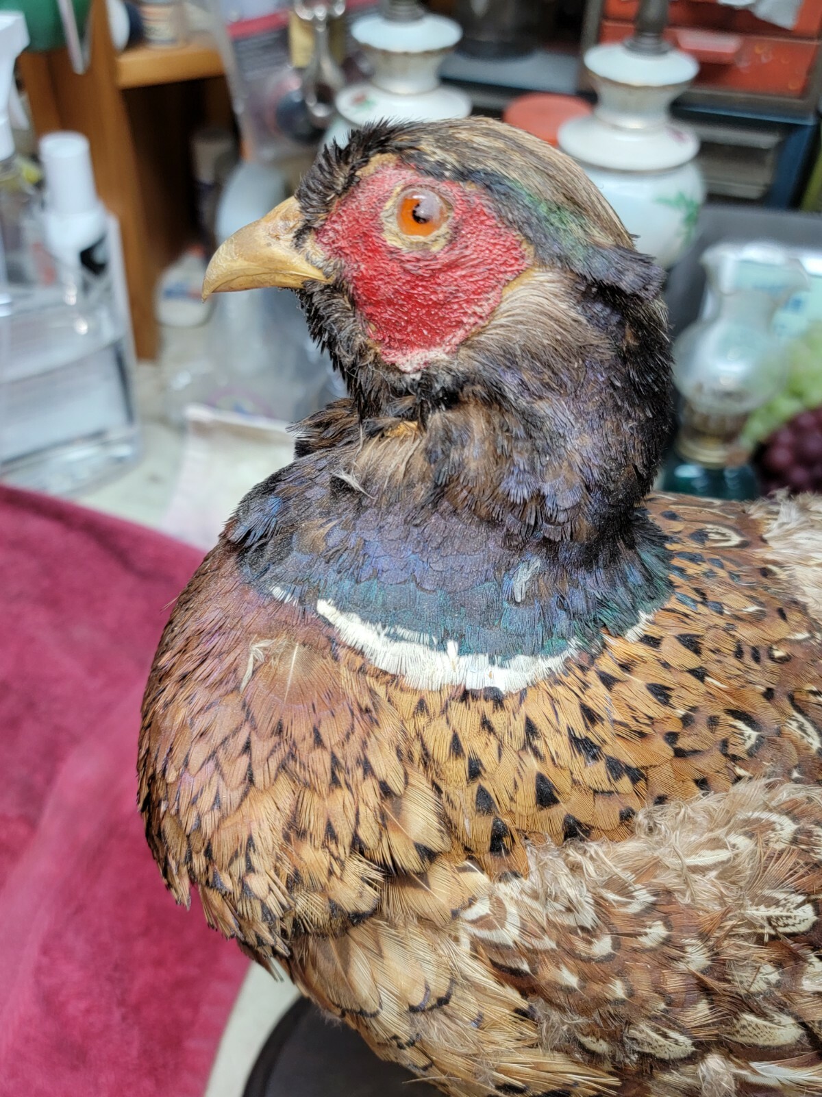 Female Hen Ringneck Pheasant Hen Taxidermy Mounted Plack/ Beautiful 😍 Colors