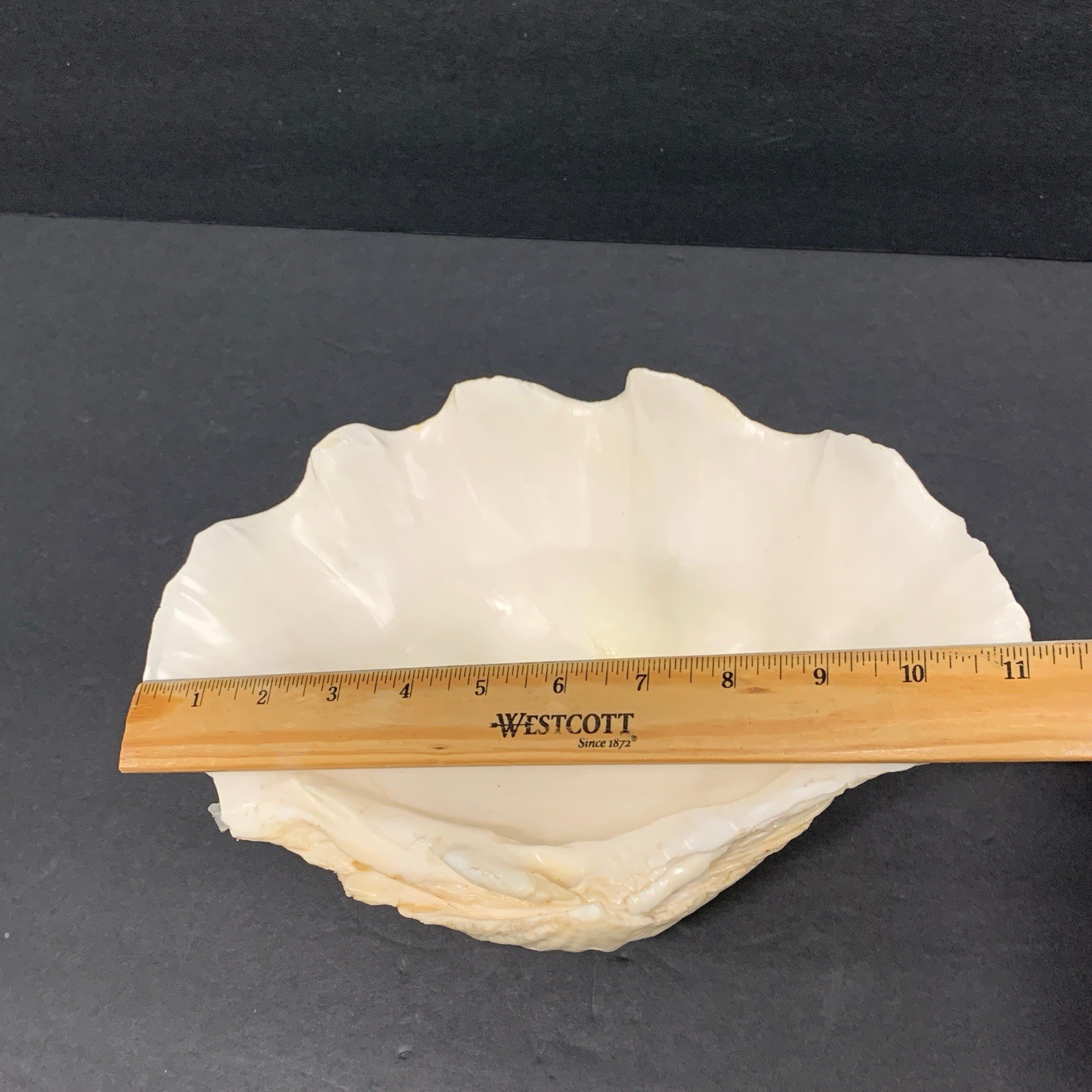 Tridacna Gigas Giant Natural Clam Shell - 11"x 7.5" 3.5lbs *Chipped* Vintage