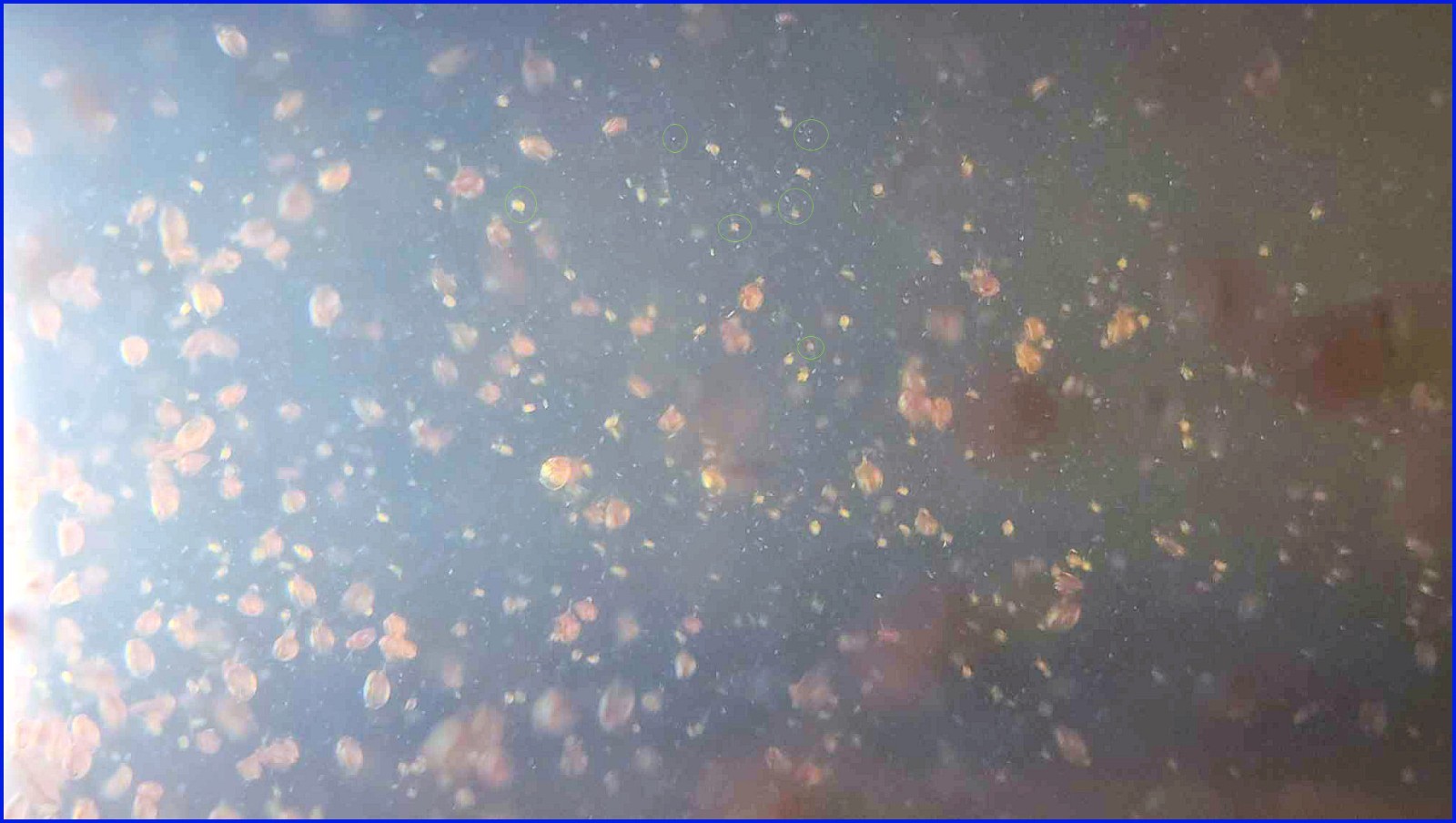 (Buy 2 Get 1 FREE) 500+ Live Daphnia Magna 500+ (FREE SHIPPING)