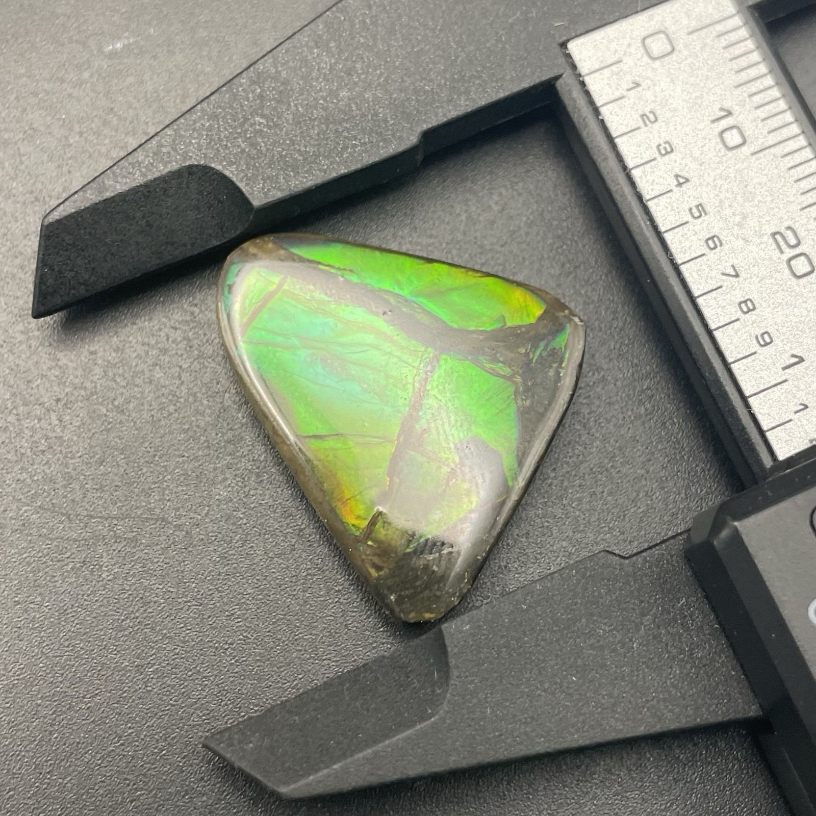 GORGEOUS GREEN CANADIAN AMMOLITE FOSSIL AMMONITE ALBERTA CANADA