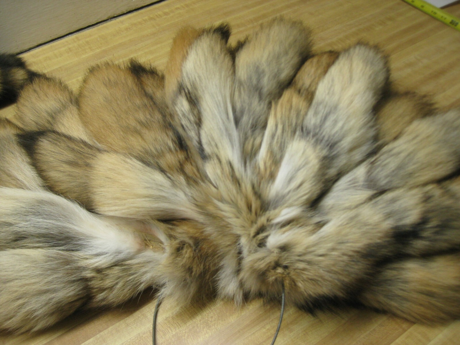 Tanned Coyote Tail # 1 Trapping Fur Coats Fur Craft Id Tag Blue