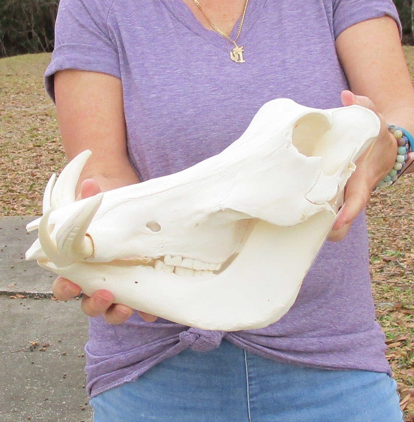 Real South African Warthog Skull w/7 inch teeth taxidermy #51360