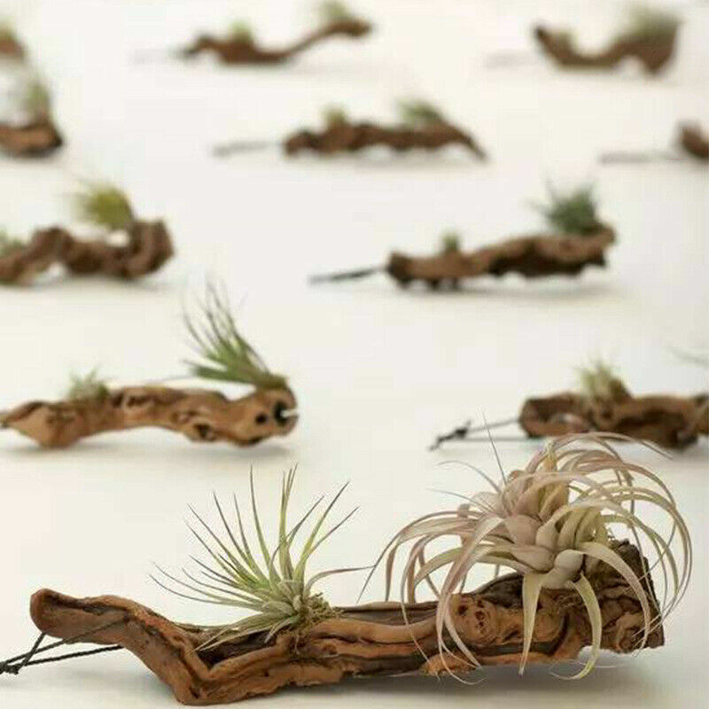 Natural Aquarium Driftwood Assorted Branches Reptile Ornament Fish Tank Decor