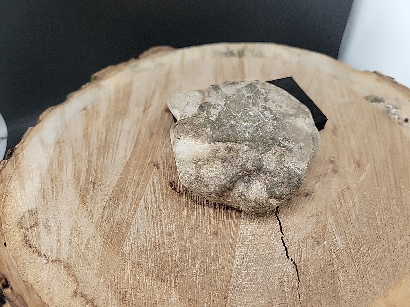 Horseshoe Crab Fossil In Stone Matrix