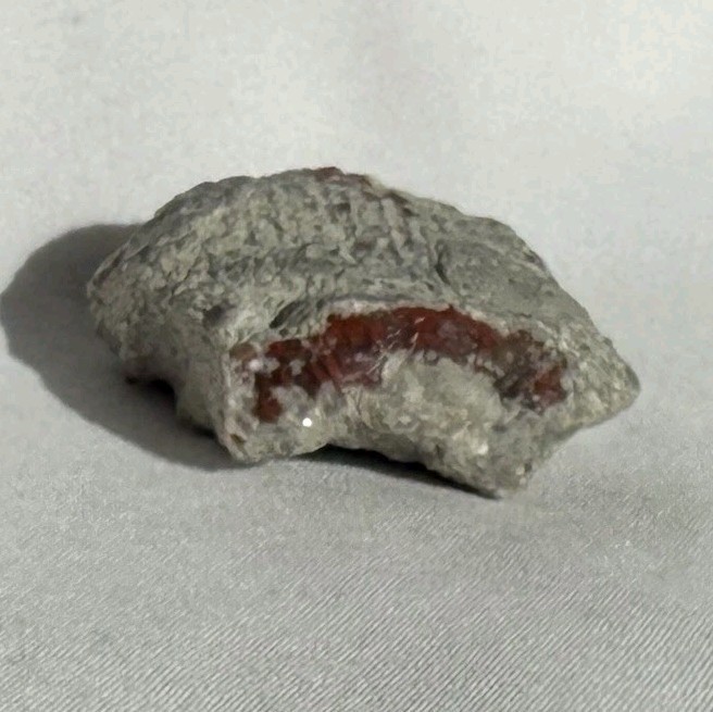 ~28 grs Polished Red Horn Coral Riley's Canyon, Utah Fossil Rugosa / display cab