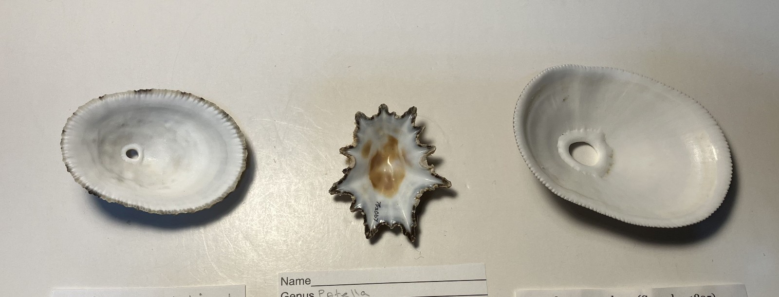 Limpets. 3 species. Diadora sp., Patella sp., Megathura crenulata. Great Shape