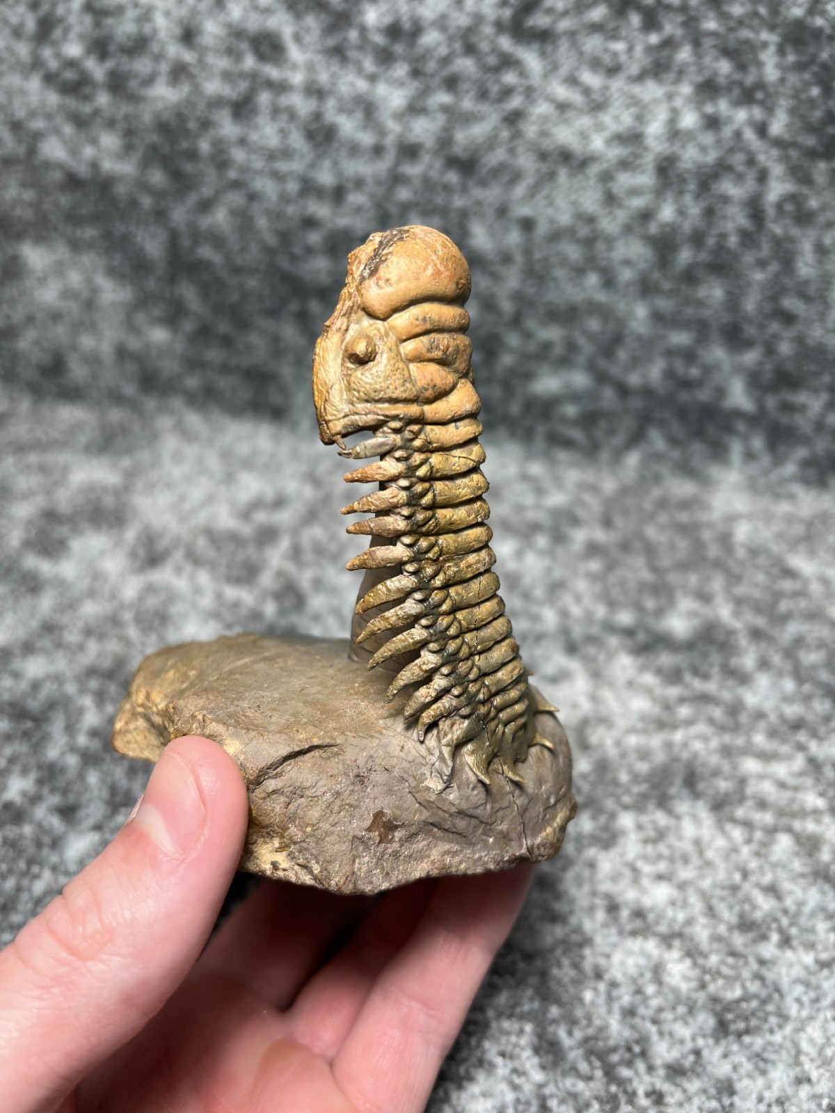 Trilobite Crotalocephalina (Crotalocephalus) Fossil - Ofaten, Morocco