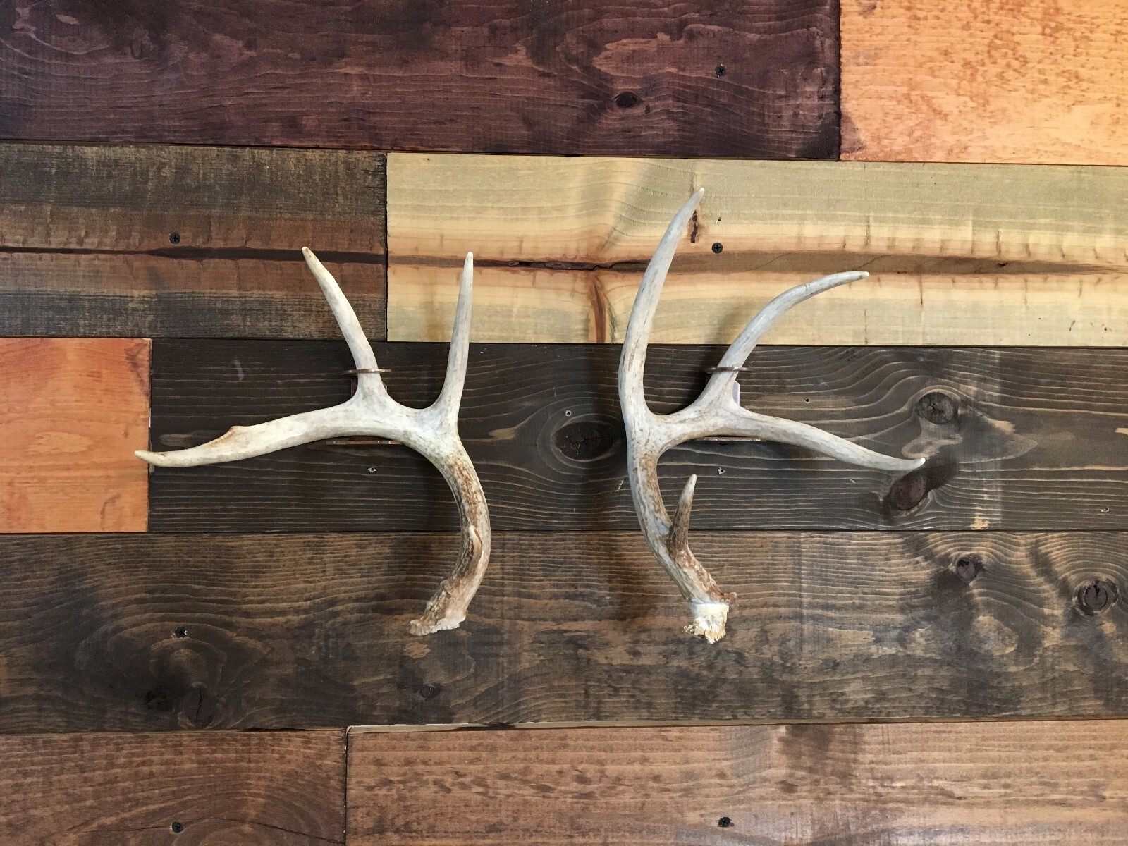 Amazeen Outdoors Shed Antler Mount Hanger Whitetail Mule Deer Sheds Bone Skull