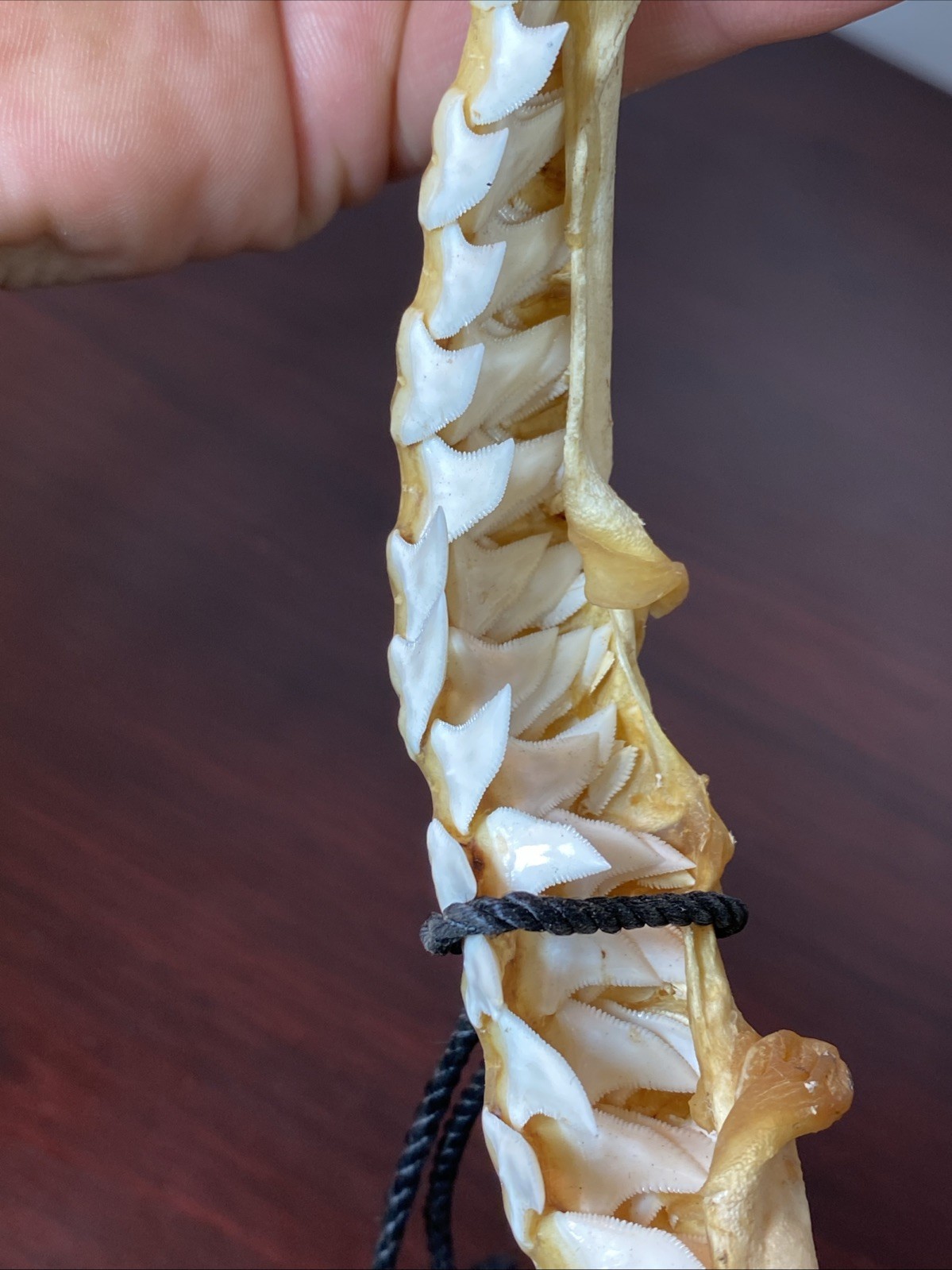 Vintage Bull Shark Jaw Taxidermy 4 Rows Of Teeth 9.5” Wide x6.25” Nautical Decor