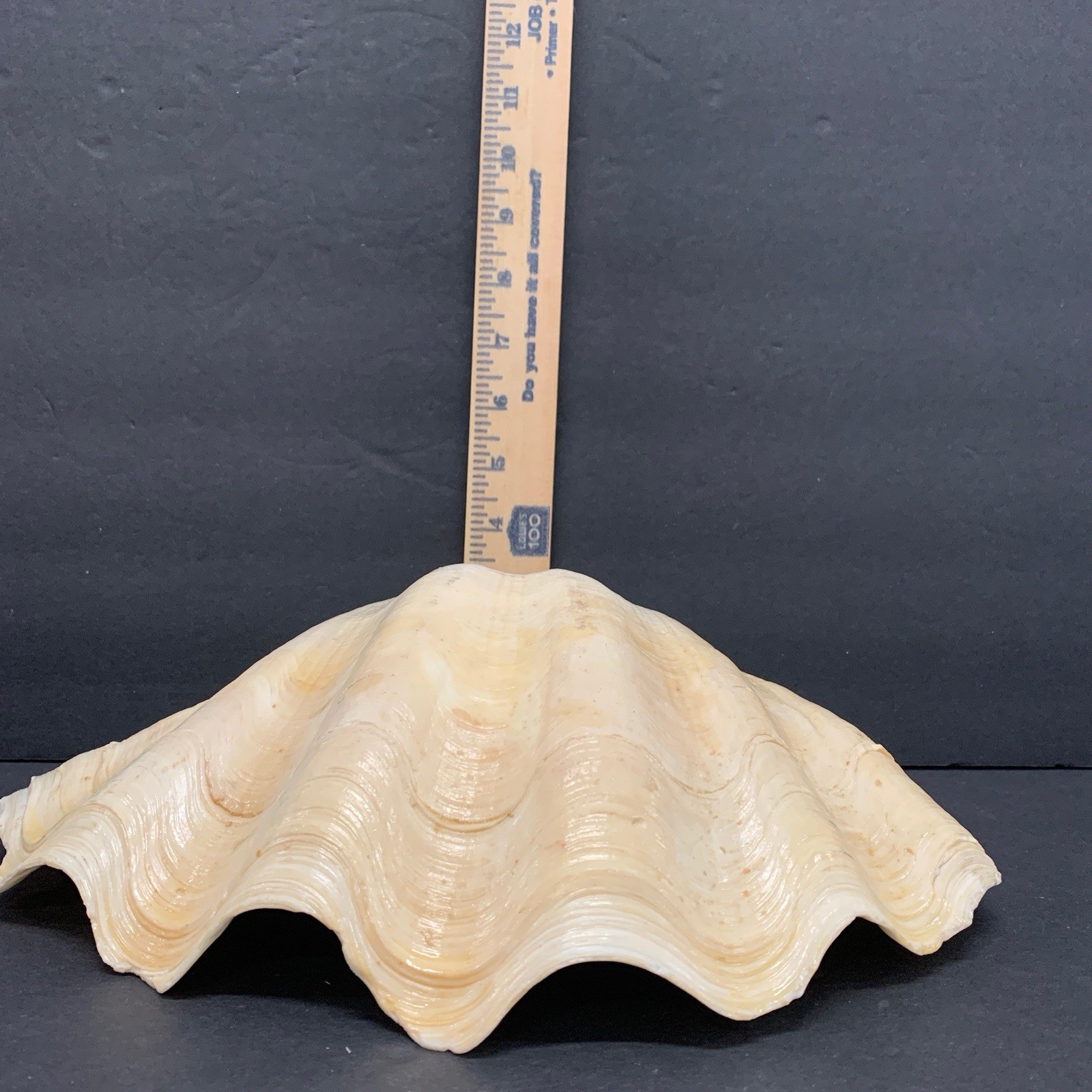 Tridacna Gigas Giant Natural Clam Shell - 12.5"x 8.5" - 5.11 lbs Vintage