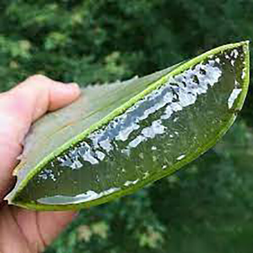 Aloe Vera Gel (THICK) 100% Pure Organic Soothing Moisturizing Skin Lotion BULK