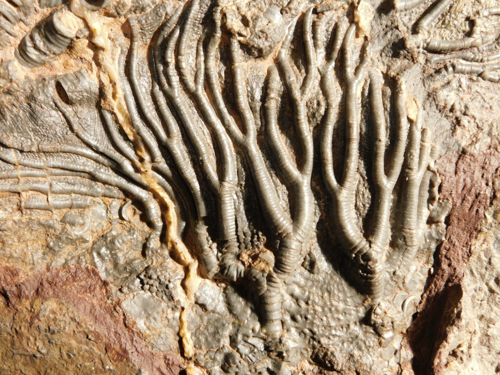 wOw! BIG! 430 Million Year Old! CRINOID Fossil or Sea LILY Fossil Morocco 1144gr