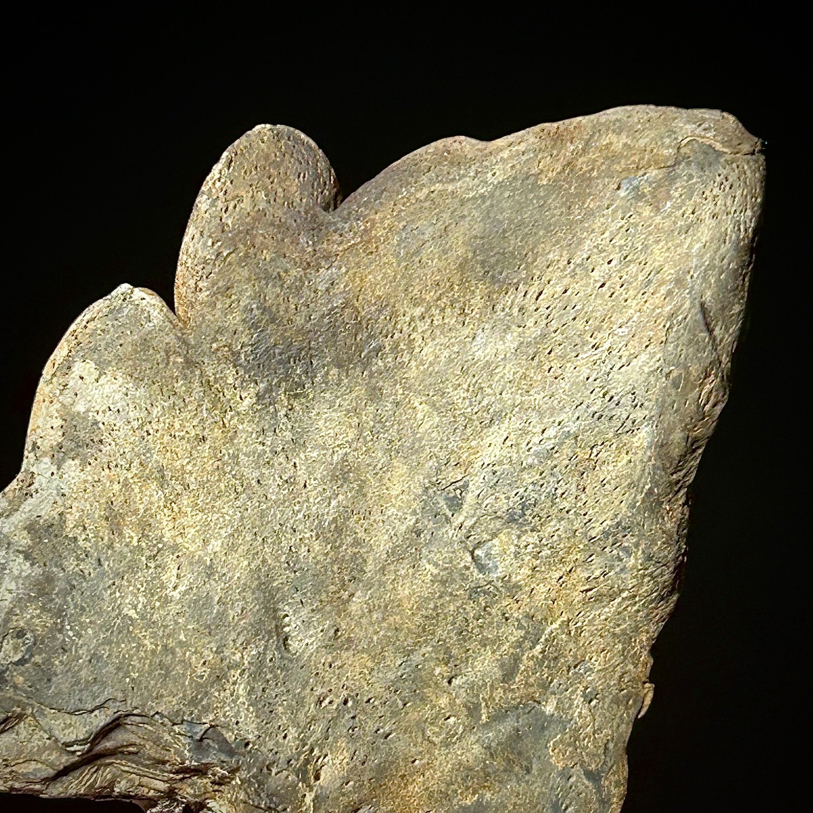 Atlantic Sturgeon Scute (Acipenser cf. oxyrinchus) 2.39" Bony Fish Fossil Dermal