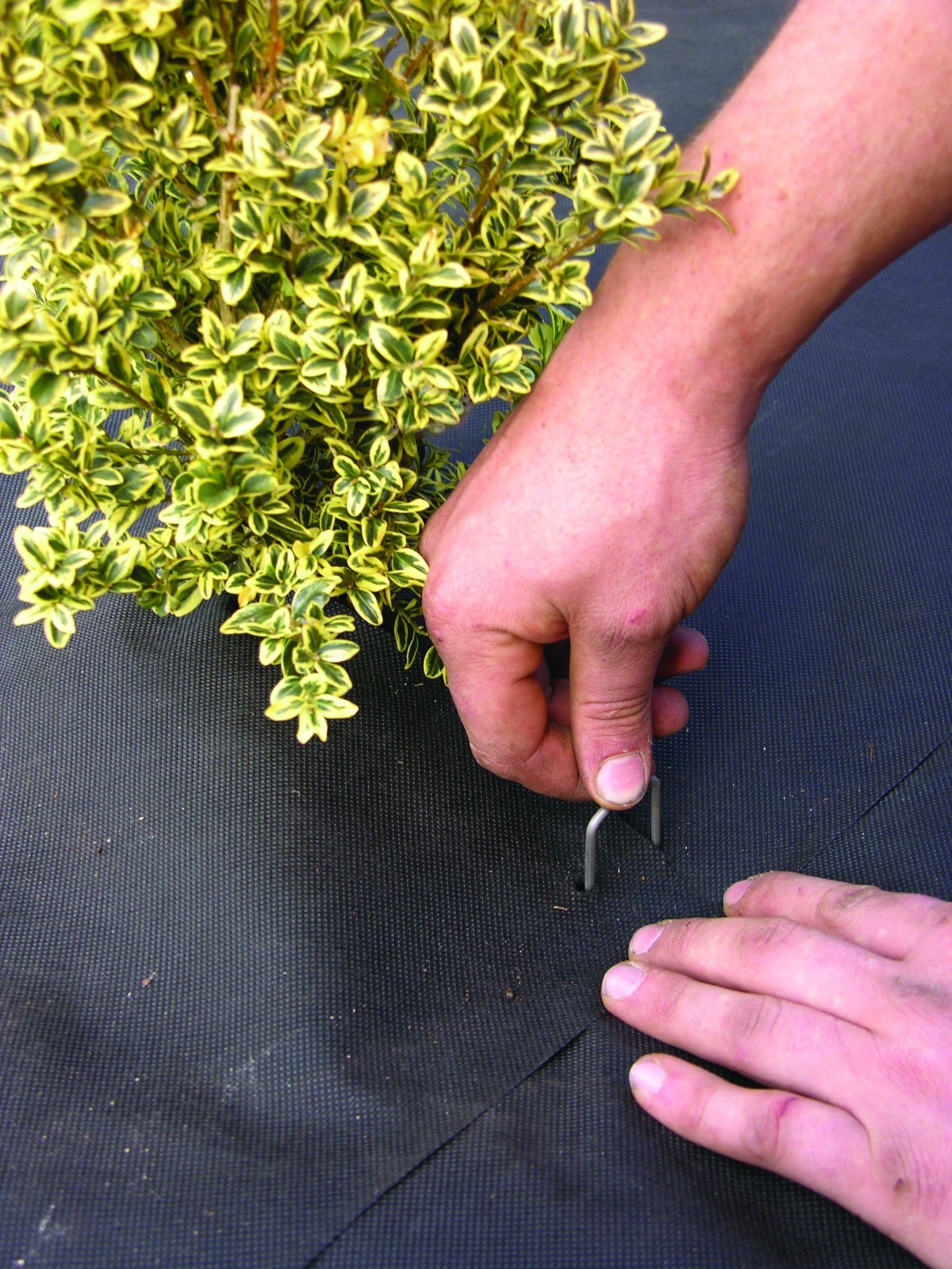 DeWitt Landscape Fabric Staples Anchor Pins  6" X 1" X 6"  1000 ct.