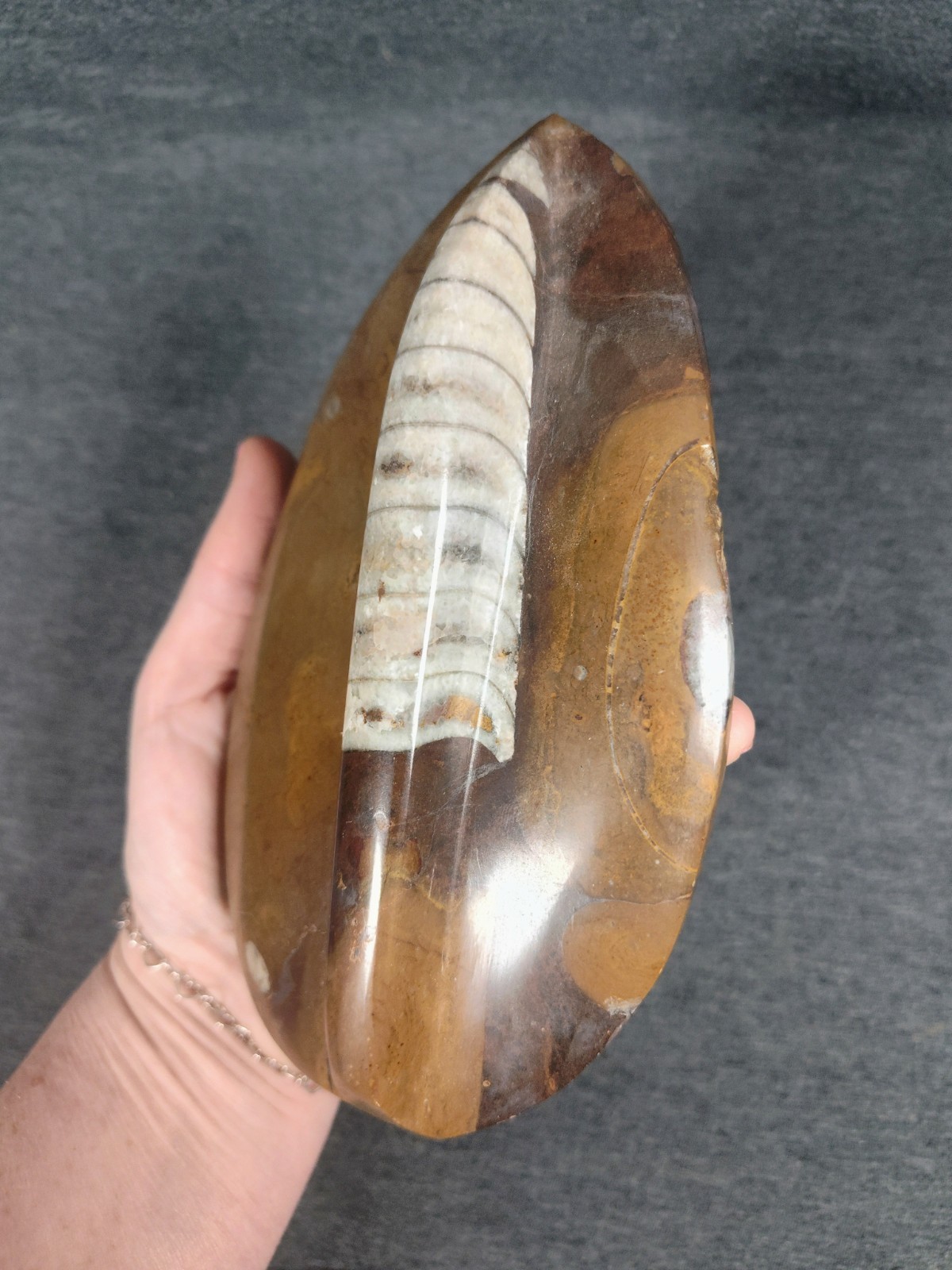 Large 7" Polished Orthoceras Fossil Specimen - Morocco 400MYO Prehistoric Decor