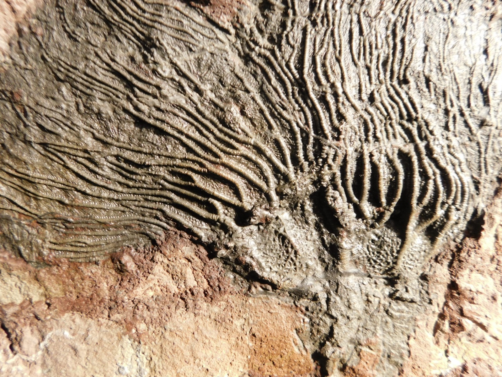 TWO BIG! 430 Million Year Old! CRINOID Fossils or Sea LILY Fossil Morocco 1565gr