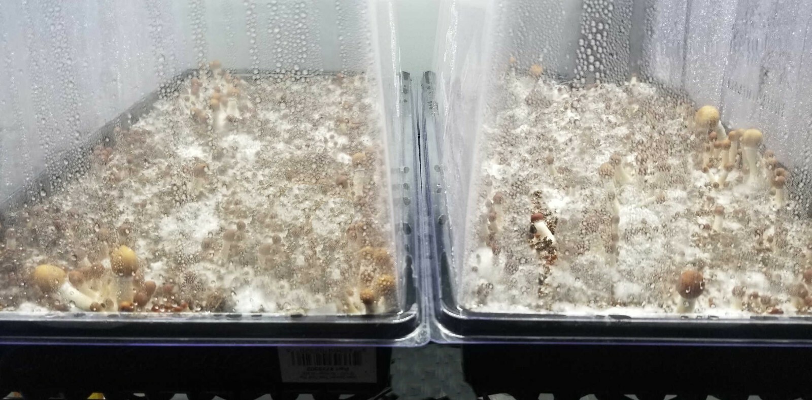 Wheatgrass Vented Humidity Dome FRUITING INCUBATING CHAMBER Kit Tray H DUTY