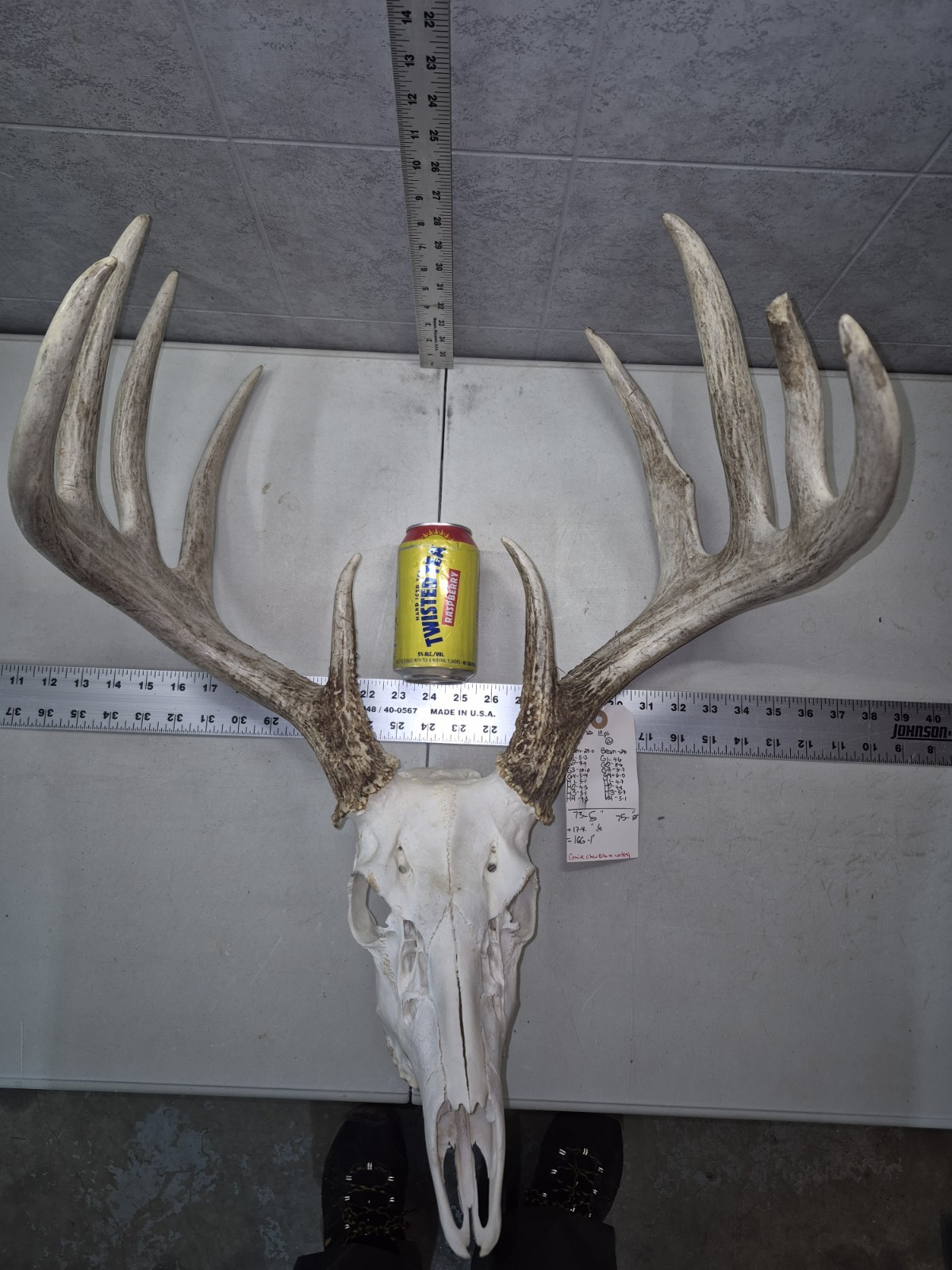 HUGE Wild 10pt 166" Whitetail Deer Skull European Decor Man Cave Taxidermy Buck