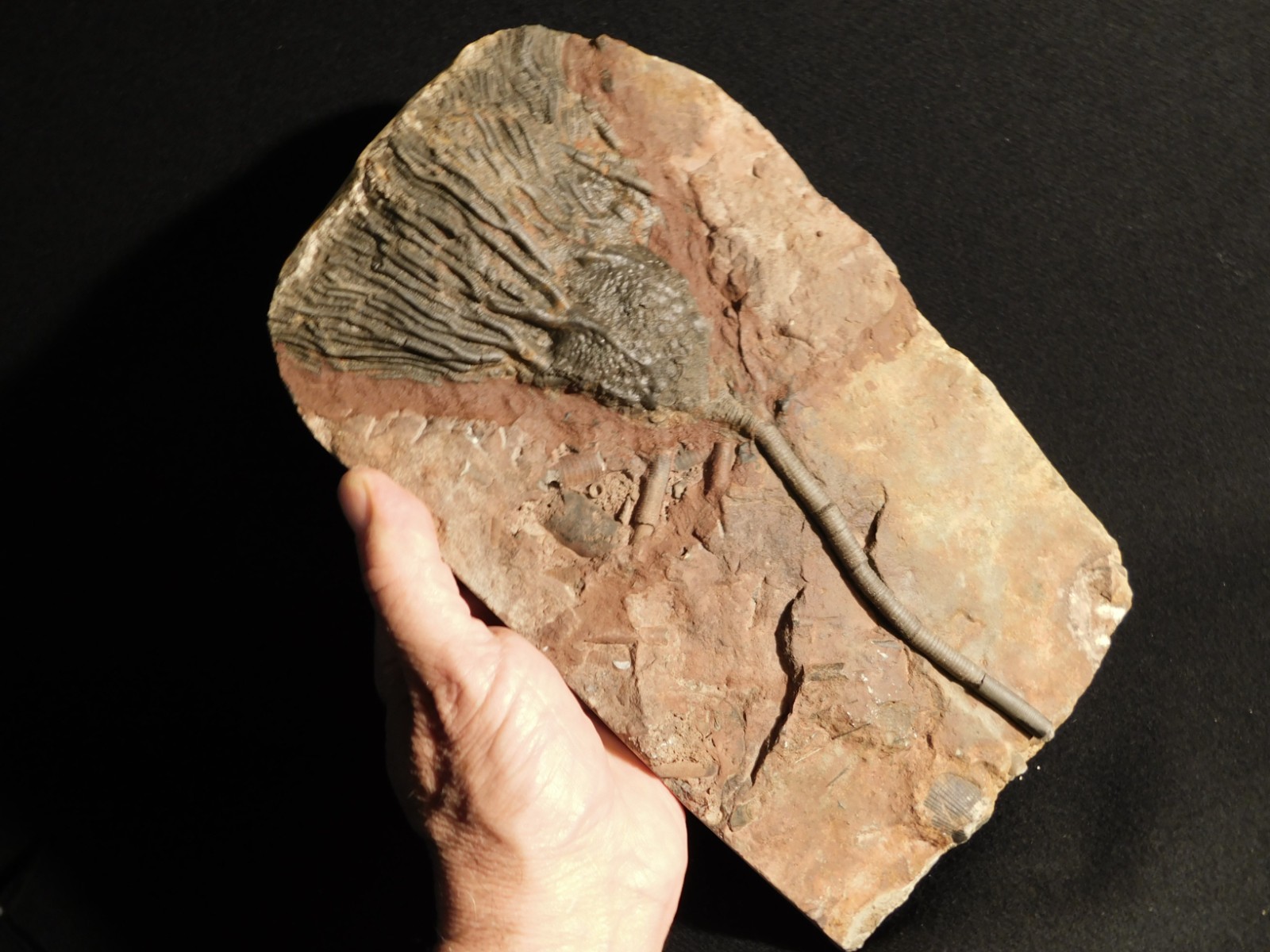 Big! 430 Million Year Old! CRINOID Fossil or Sea LILY Fossil Morocco 1686gr