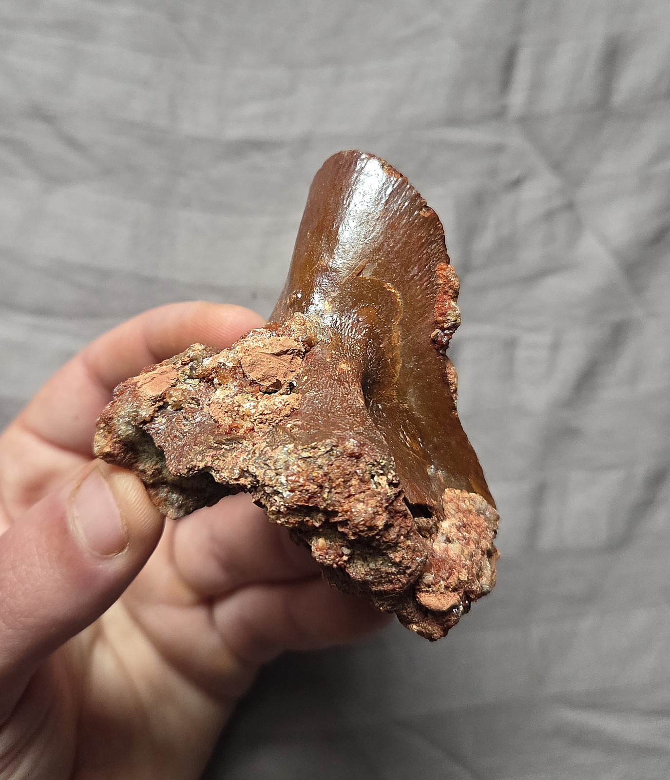 Rare Giant Coelacanth Mawsonia Fossil Fish Skull Bone Cretaceous Kem Kem Beds